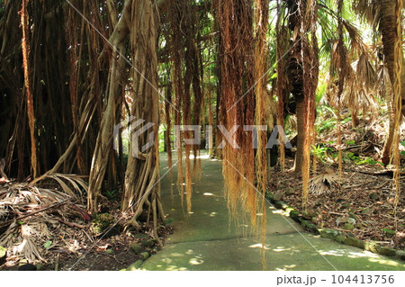 佐多岬に自生するガジュマルの木 104413756