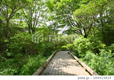 栃木県那須高原八幡付近の自然研究路の風景 栃木県那須高原八幡付近の自然研究路の風景 104413914