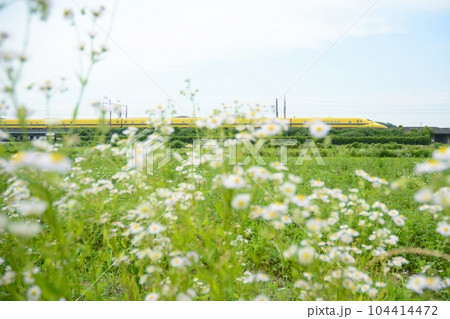 初夏の近江路を走るドクターイエロー (東海道新幹線 京都 - 米原, 2023年6月) 初夏の近江路を走るドクターイエロー (東海道新幹線 京都 - 米原, 2023年6月) 104414472
