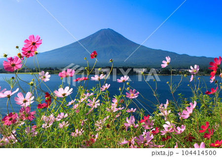 秋桜咲く河口湖の湖畔から望む夏富士　山梨県河口湖町 104414500