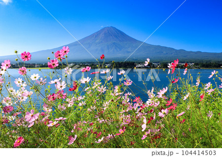 秋桜咲く河口湖の湖畔から望む夏富士　山梨県河口湖町 104414503