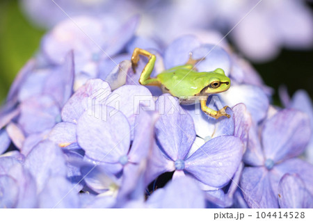 アジサイとアマガエル 104414528