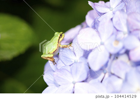 アジサイとアマガエル アジサイとアマガエル 104414529