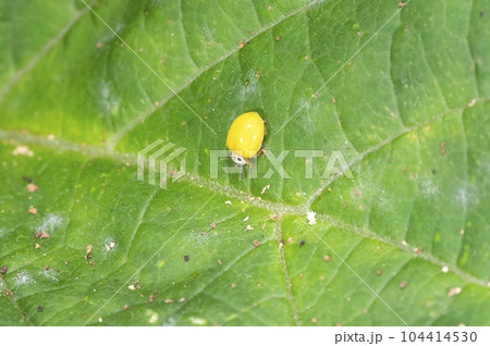 キイロテントウ 104414530
