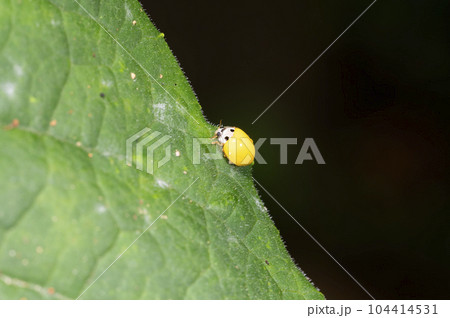 キイロテントウ 104414531