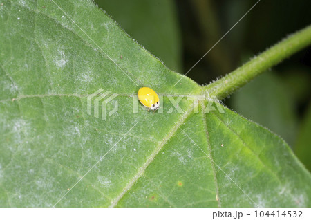 キイロテントウ 104414532