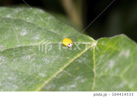 キイロテントウ キイロテントウ 104414533