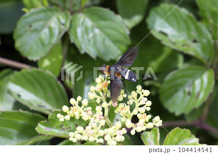 クロバネツリアブ クロバネツリアブ 104414541