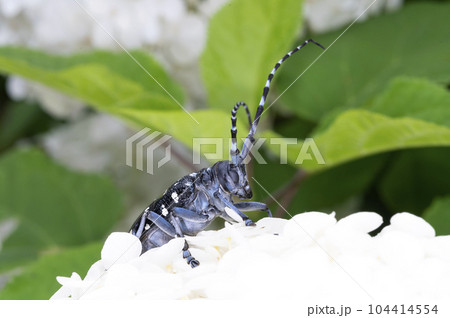 ゴマダラカミキリ ゴマダラカミキリ 104414554