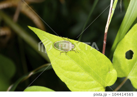 シロヘリカメムシ 104414565