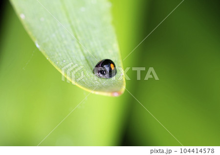 ヒメアカホシテントウ 104414578