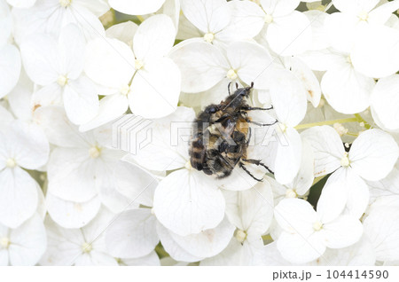 ヒメトラハナムグリ 104414590