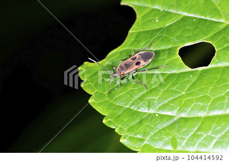 ヒメホシカメムシ 104414592