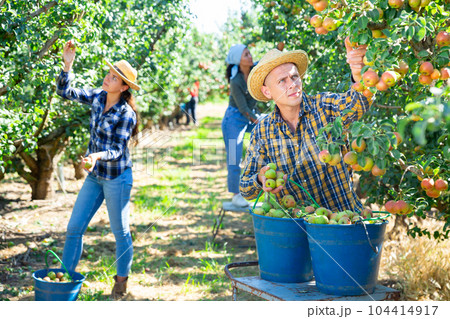 Three workers picking pears Three workers picking pears 104414917