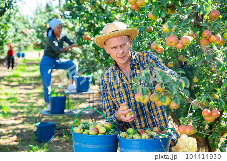 Man farmer harvesting ripe pears from tree in garden Man farmer harvesting ripe pears from tree in garden 104414930