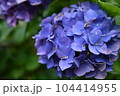 あじさい 104414955