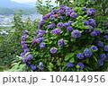 あじさい 104414956