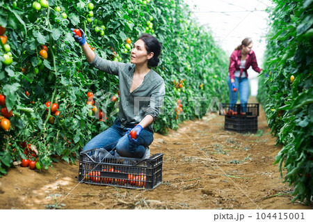 Woman and girl picking tomatoes 104415001