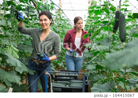 Collective picking of cucumbers 104415067