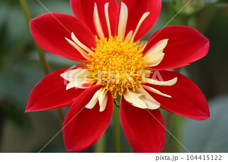 調和の取れた花姿が美しさを引き立てる 104415122