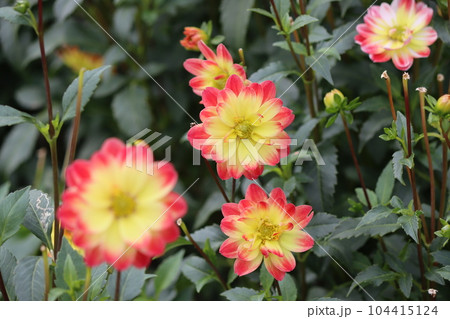 花壇などによく似合う小輪のダリアー弐 104415124