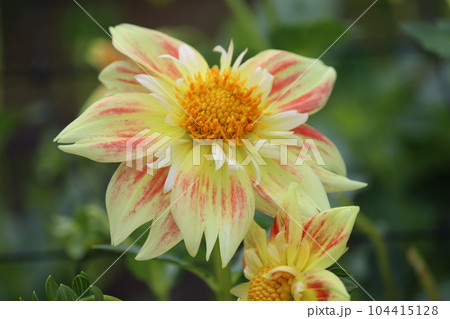 バラエティーに富む花色が魅力的なダリアの花 104415128