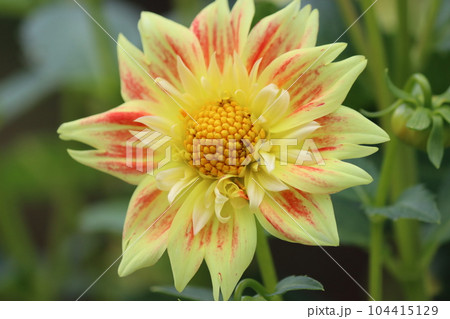 バラエティーに富む花色が魅力的なダリアの花ー壱 バラエティーに富む花色が魅力的なダリアの花ー壱 104415129