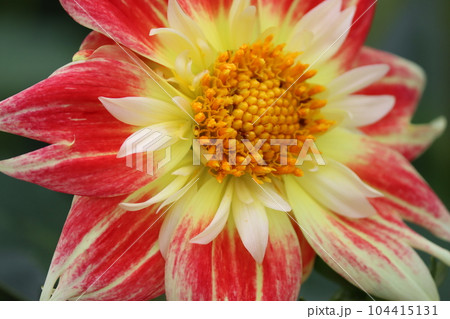 バラエティーに富む花色が魅力的なダリアの花ー弐 104415131