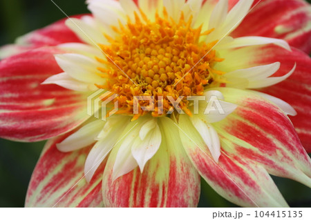 バラエティーに富む花色が魅力的なダリアの花ー参 104415135