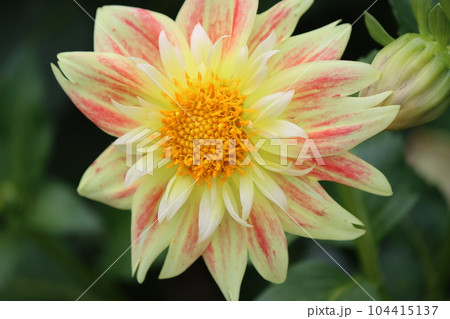 バラエティーに富む花色が魅力的なダリアの花ー四 104415137