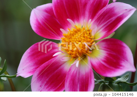 初夏から初秋を彩るダリアの花ー四 104415146