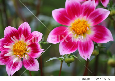 初夏から初秋を彩るダリアの花ー八 104415151