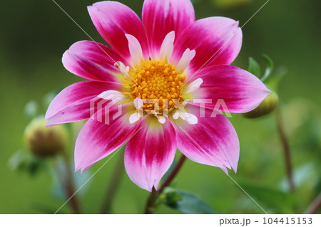 初夏から初秋を彩るダリアの花ー拾 初夏から初秋を彩るダリアの花ー拾 104415153