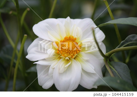 清楚な白い色が印象的なダリアの花 104415159