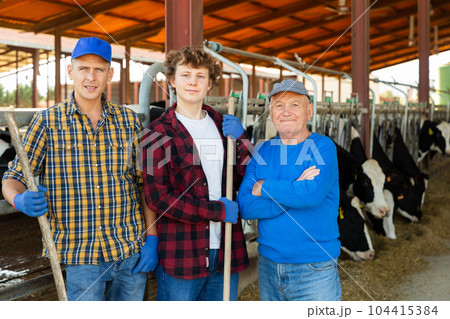Family-owned livestock business - three farmers of different ages in barn Family-owned livestock business - three farmers of different ages in barn 104415384