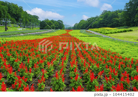 サルビアの花畑 サルビアの花畑 104415402