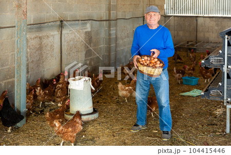 Senior farmer in hen house Senior farmer in hen house 104415446