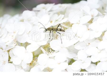 フタオビミドリトラカミキリ 104415457