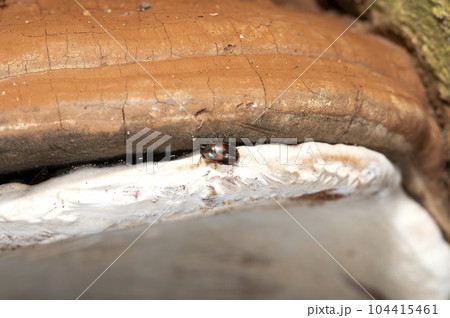 ベニモンキノコゴミムシダマシ ベニモンキノコゴミムシダマシ 104415461