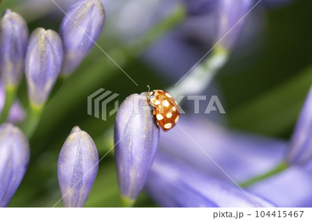 ムーアシロホシテントウ 104415467