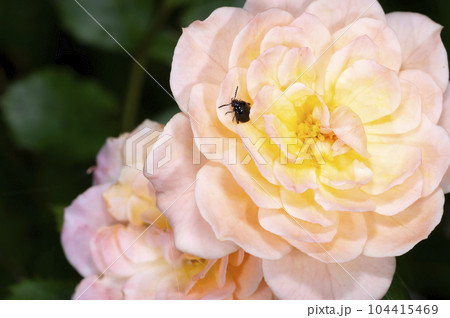 ルリマルノミハムシ 104415469