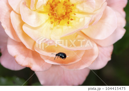 ルリマルノミハムシ ルリマルノミハムシ 104415475