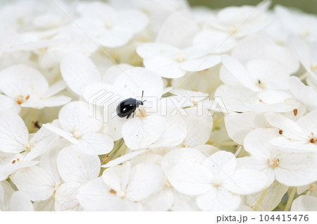 ルリマルノミハムシ ルリマルノミハムシ 104415476