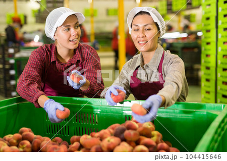 Two positive female workers sorting ripe peaches in warehouse Two positive female workers sorting ripe peaches in warehouse 104415646