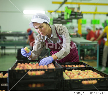 Hired farm worker checks and sorts peaches in warehouse 104415716