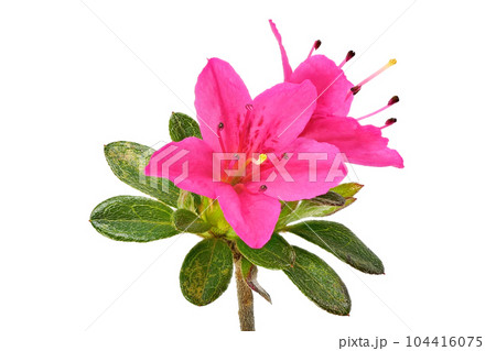 【ツツジ】 (深度合成) 104416075