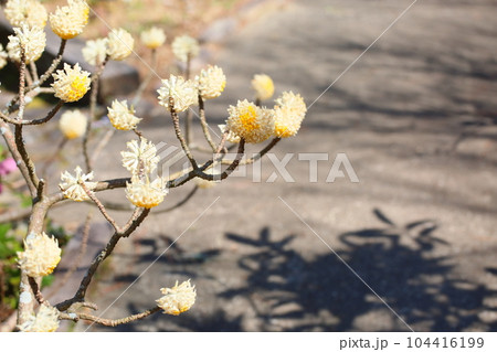 ミツマタの花 ミツマタの花 104416199