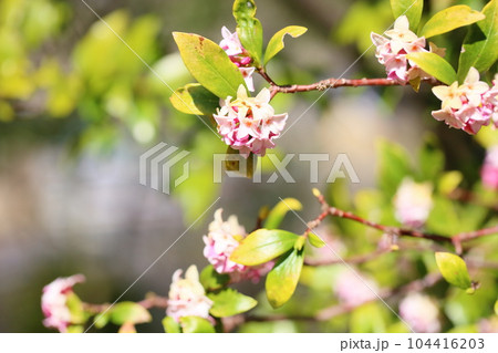 ジンチョウゲの花 ジンチョウゲの花 104416203