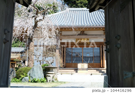 大田区所在の長勝寺に桜の咲く頃 大田区所在の長勝寺に桜の咲く頃 104416296