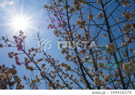 太陽で光る清楚な早春の白い梅の花 太陽で光る清楚な早春の白い梅の花 104416378